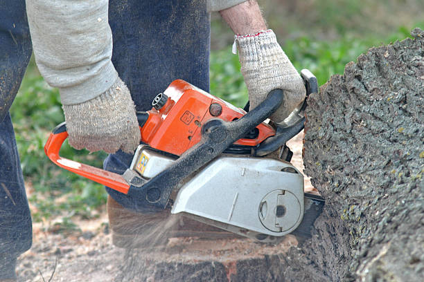 Best Tree Preservation Services  in East Greenville, PA